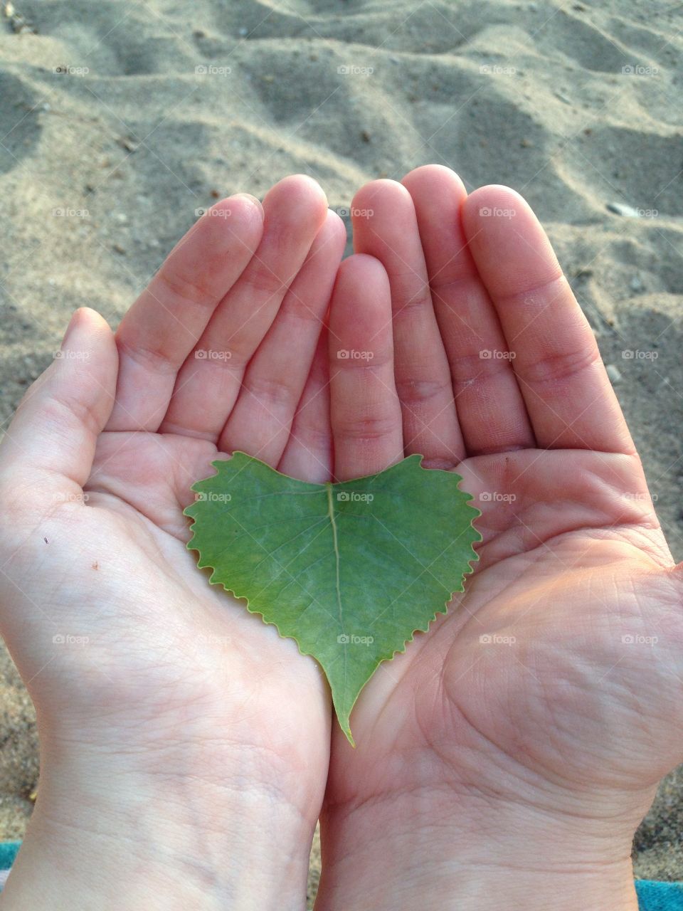 In Love. Hands holding a heart shaped leaf on the beach.