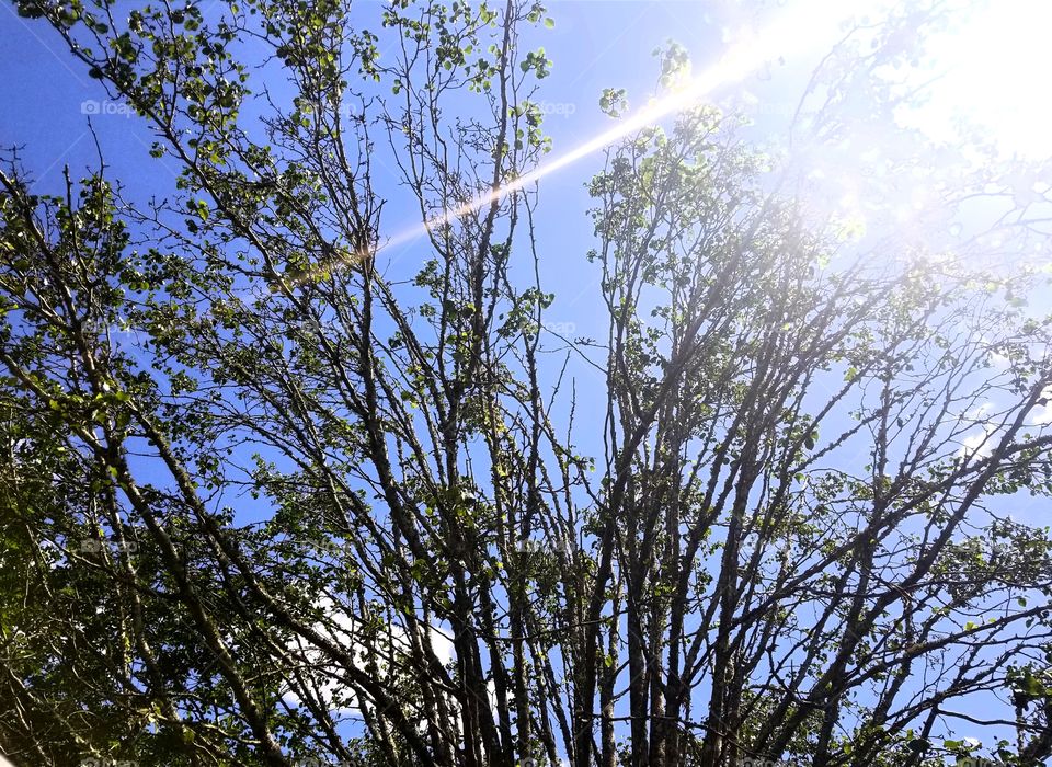 Clear blue sky with green budding branches of summer foliage and gleaming sunshine.