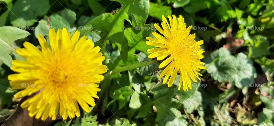 yellow dandelion in autumn