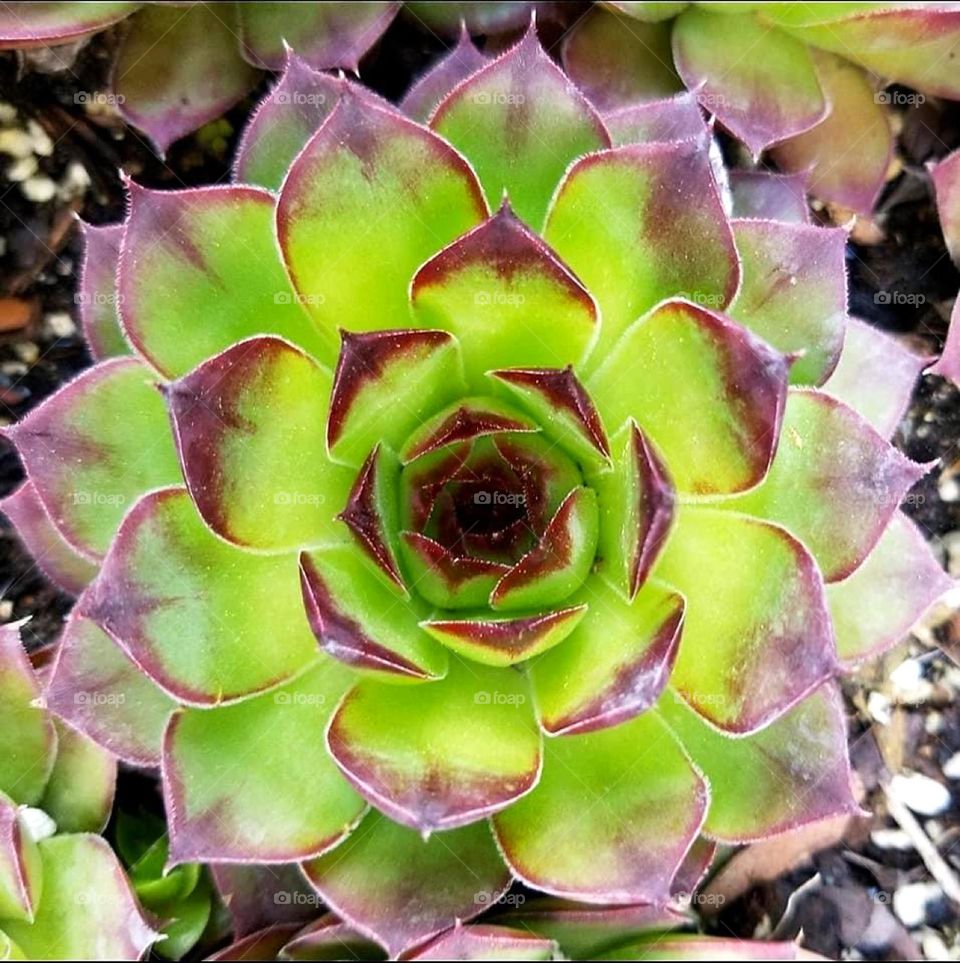 IF SPEAKING KINDLY TO PLANTS HELPS THEM GROW, IMAGINE WHAT SPEAKING KINDLY TO HUMANS CAN DO.