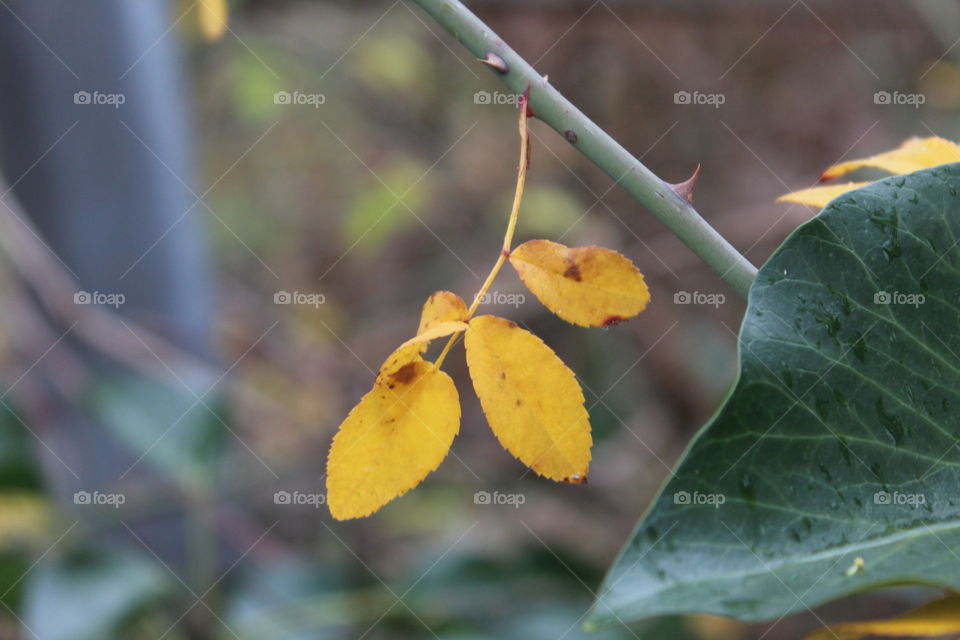 Yellow Leaf