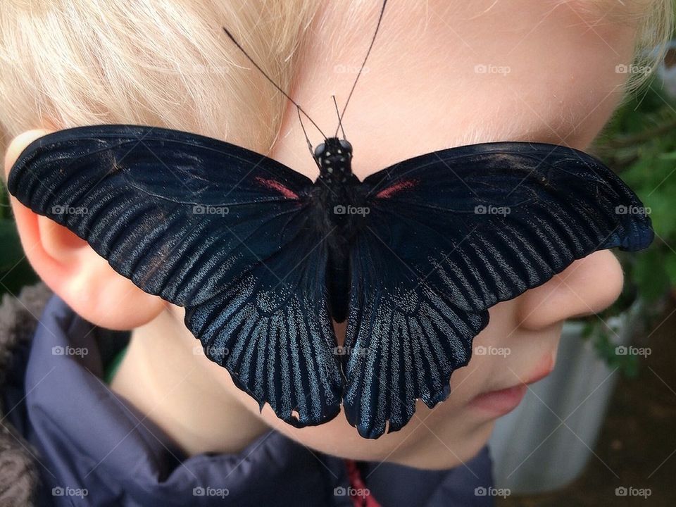 Great Mormon butterfly with new friend