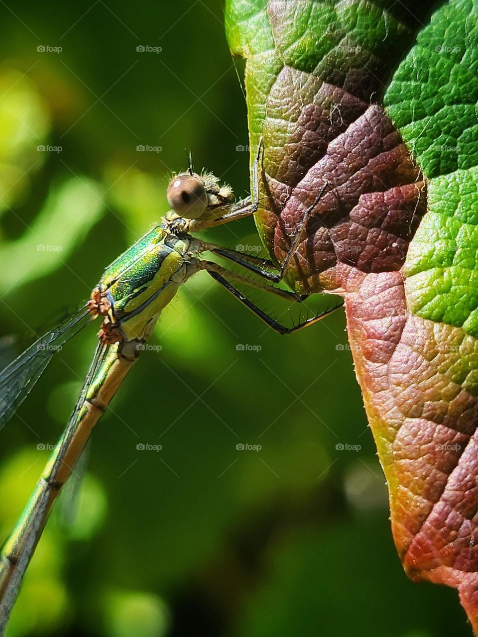 Between summer and fall, the summer dragonfly hold on to the beautiful colors of fall