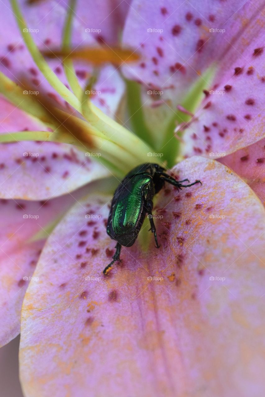 Pink lily and green beetle 