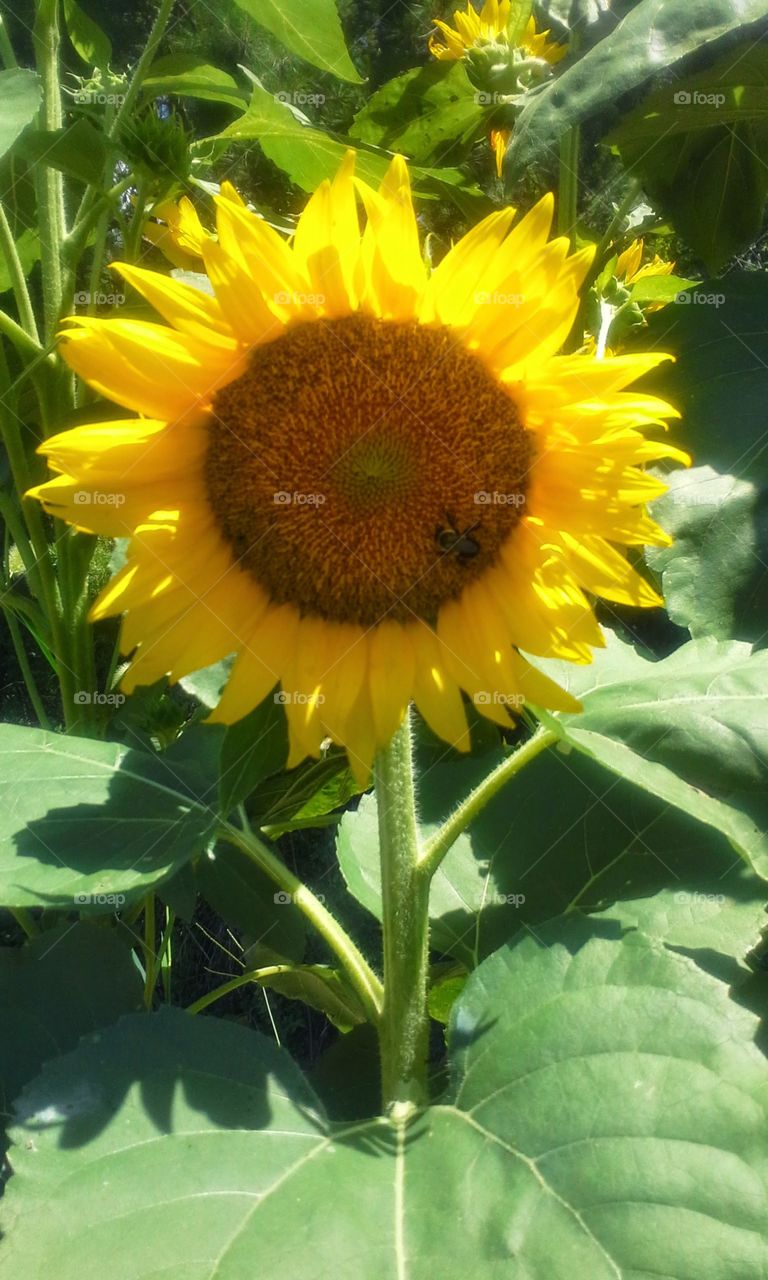 busy bee. Caught this bee in action