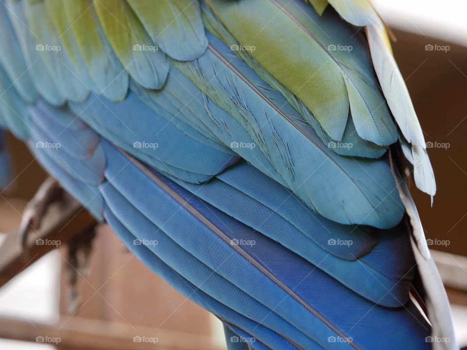 Parrot plumage feathers background