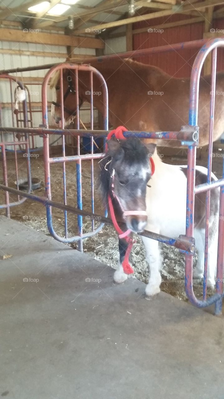 pony. little paint pony on a farm in Michigan