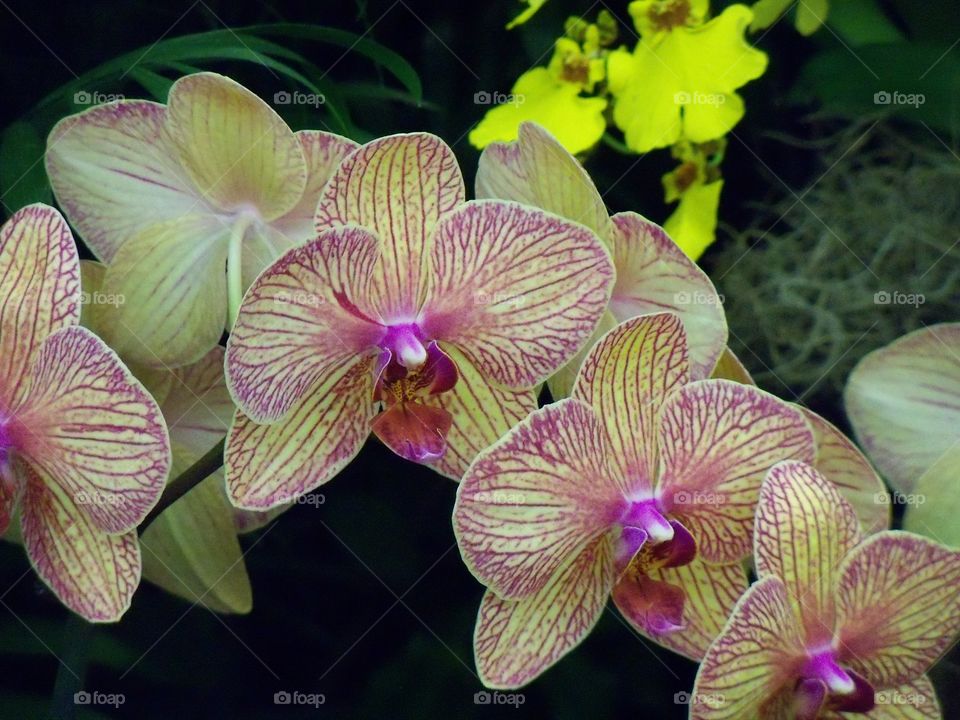 Yellow and purple striped orchids in a descending row with yellow orchids in background 