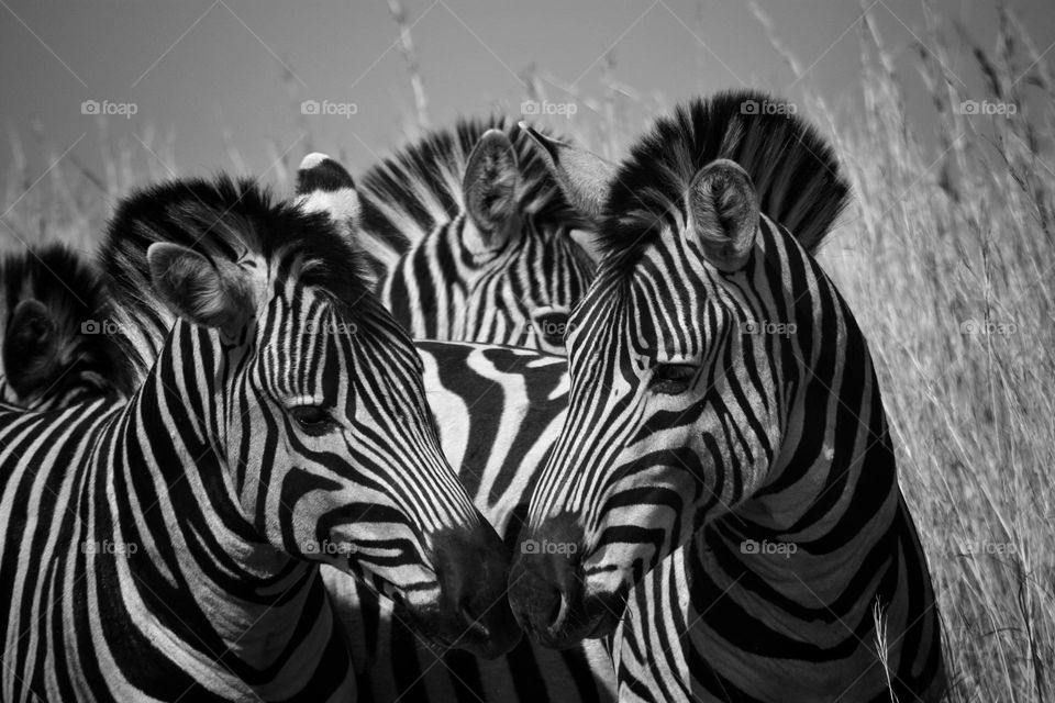 zebra family. South Africa