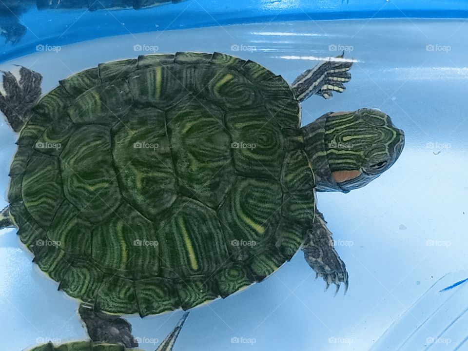 turtle