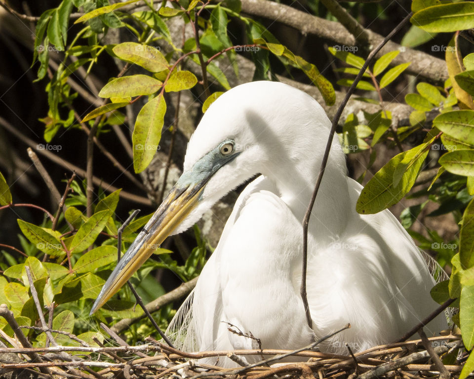 White Egret Nesting with Green Foliage