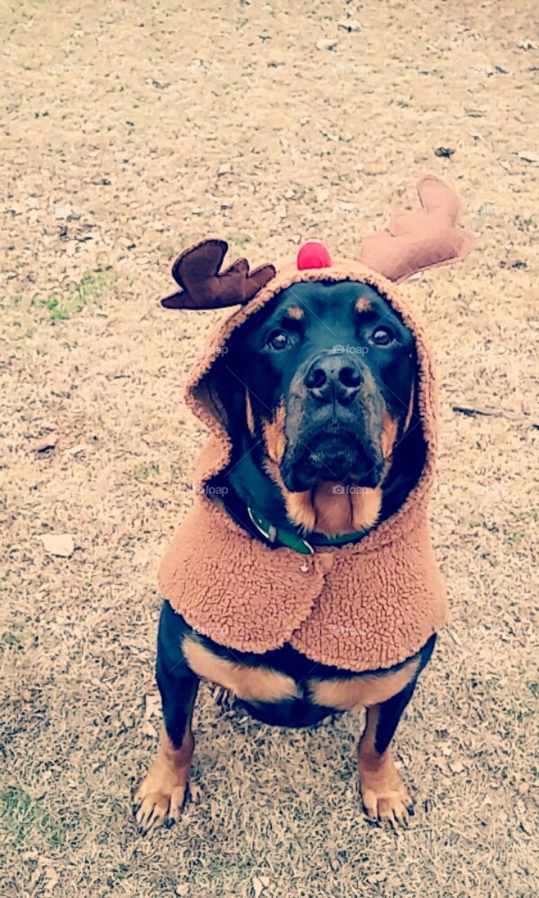 rottie reindeer