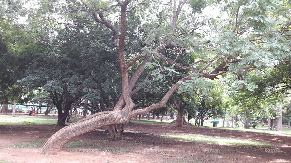 bent old tree