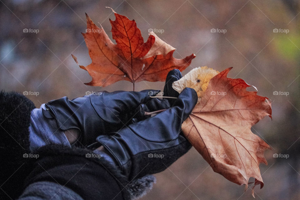 Brown leaves in hands