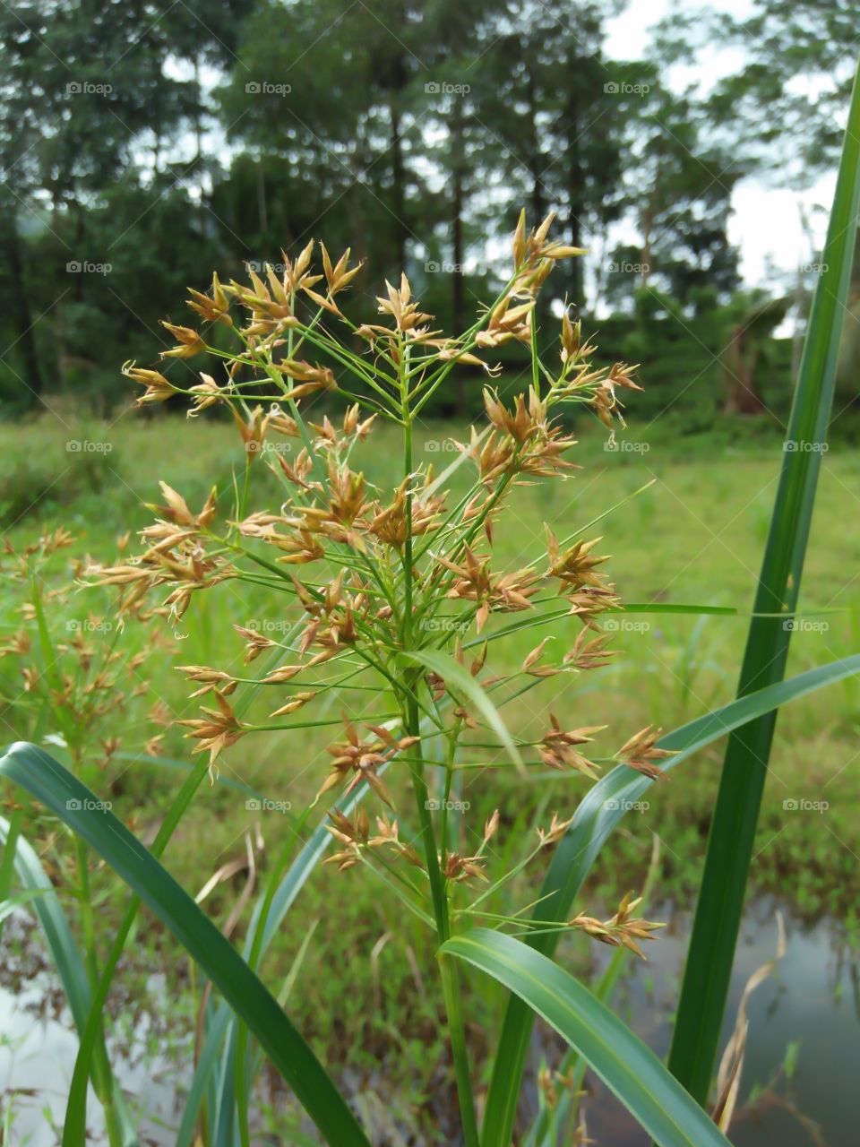 it grows on marsh. specially paddy fields
