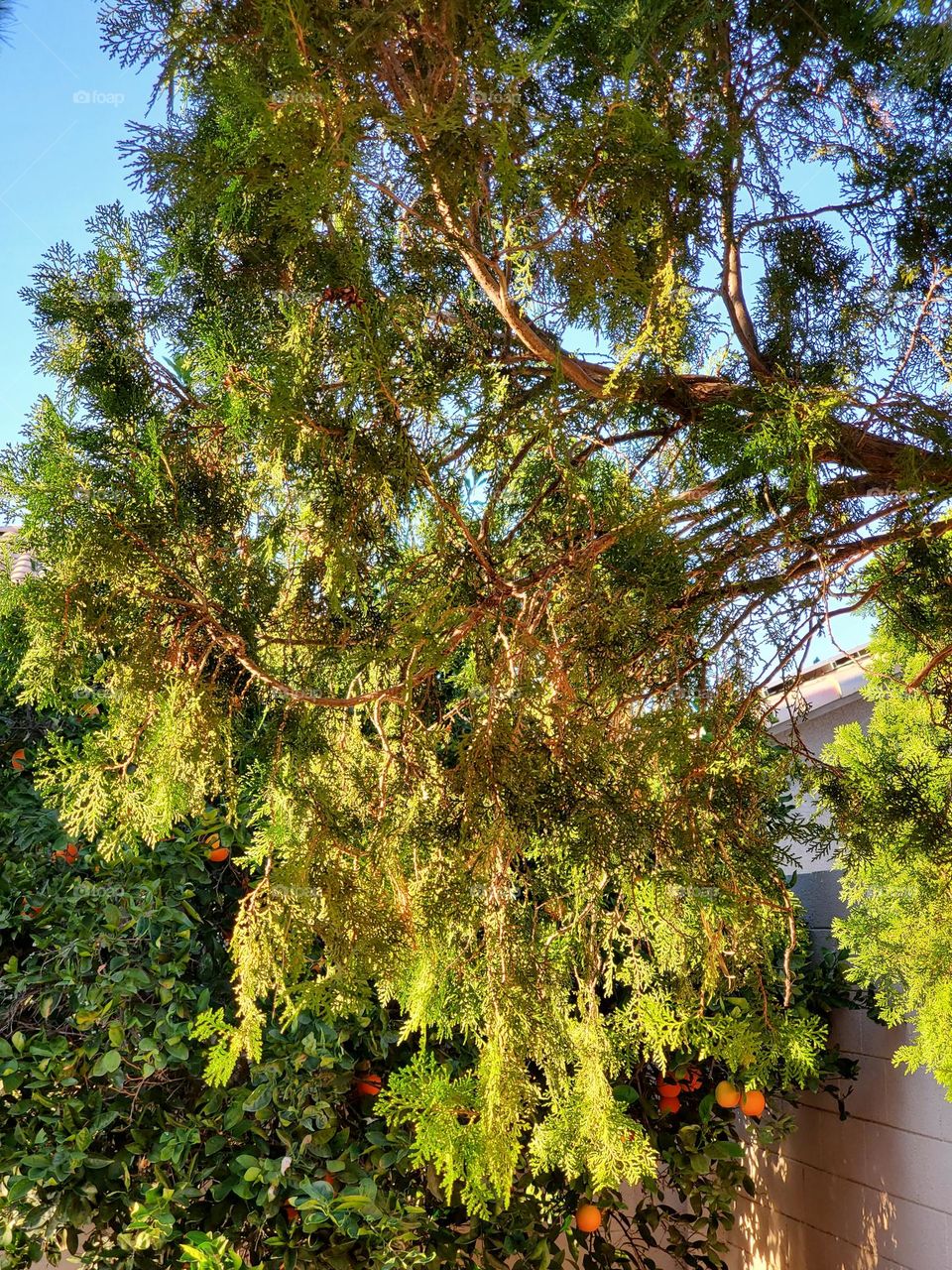 Cedar in the Light of Setting Sun