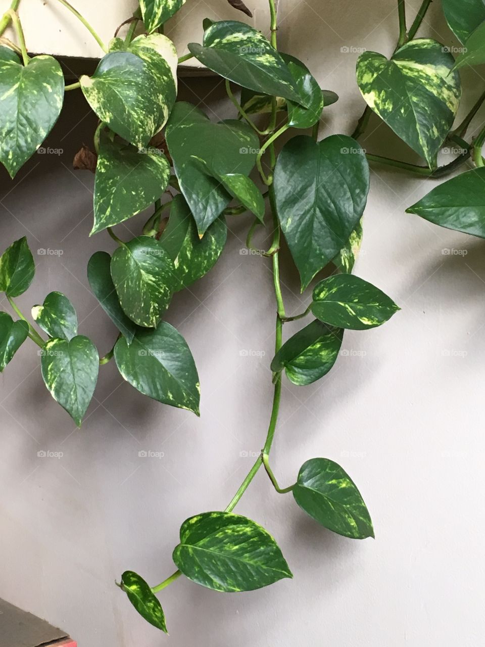 Hanging vine in house, house plant, green