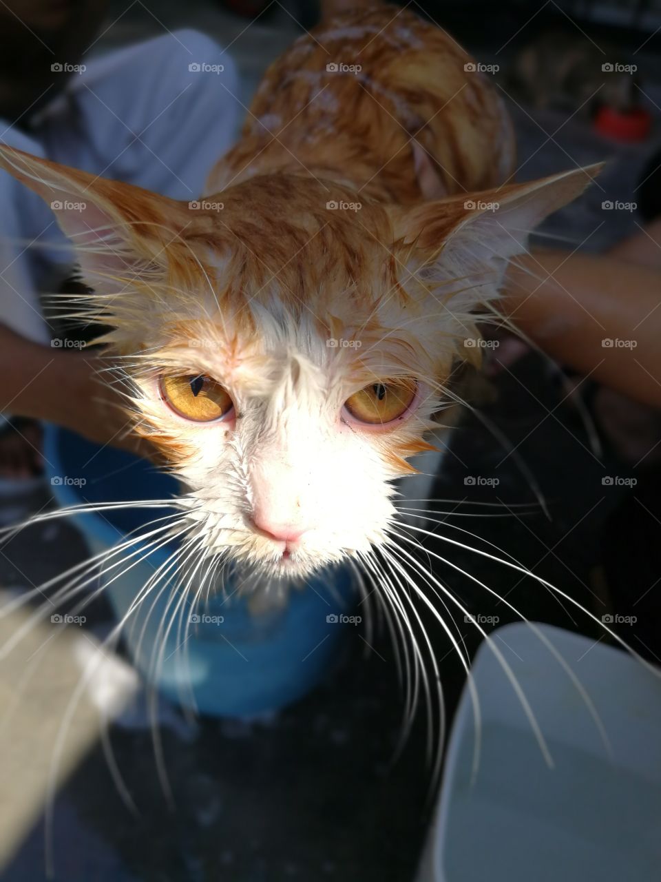 Wet Cat