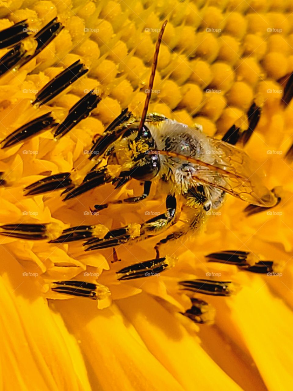 honeybee on sunflower