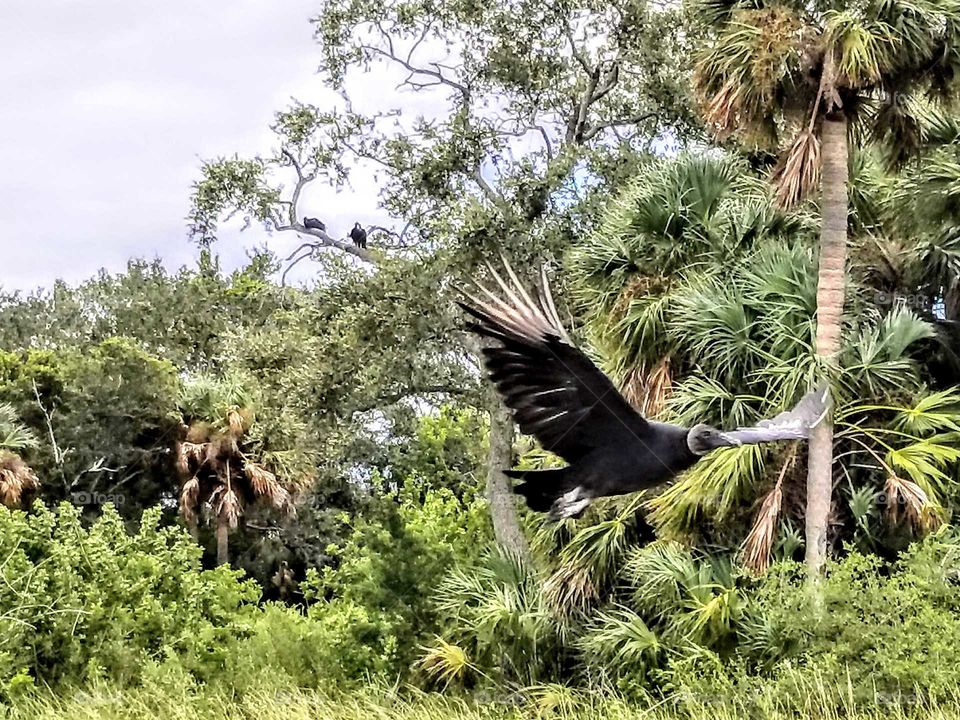 vulture in flight