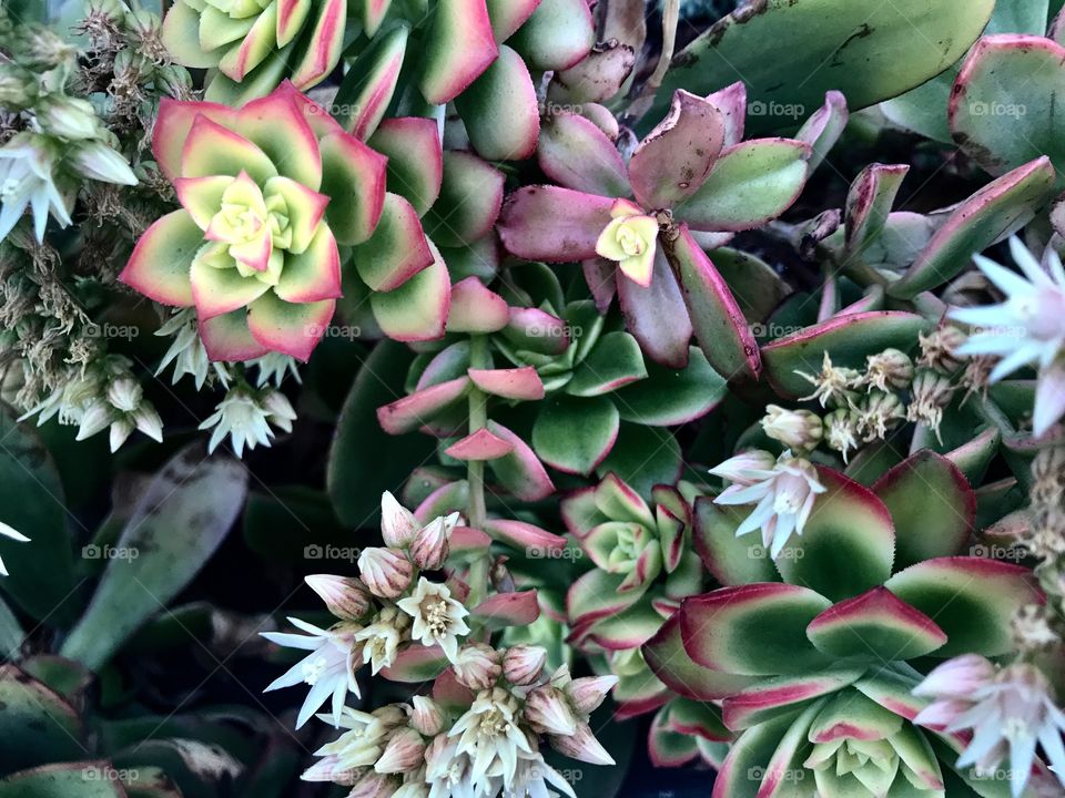 Colorful Desert Succulents 
