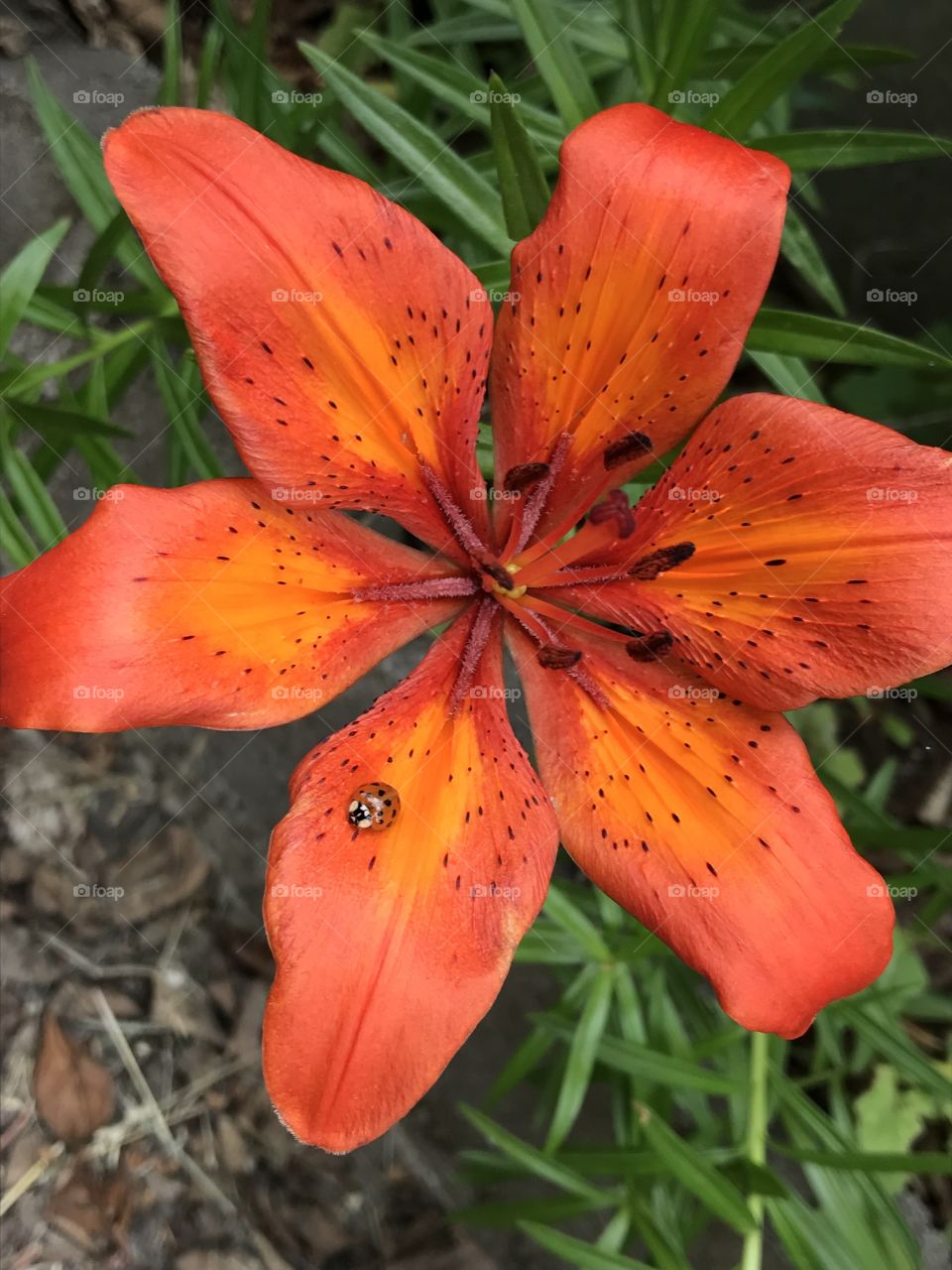 Star gazer lily with ladybug