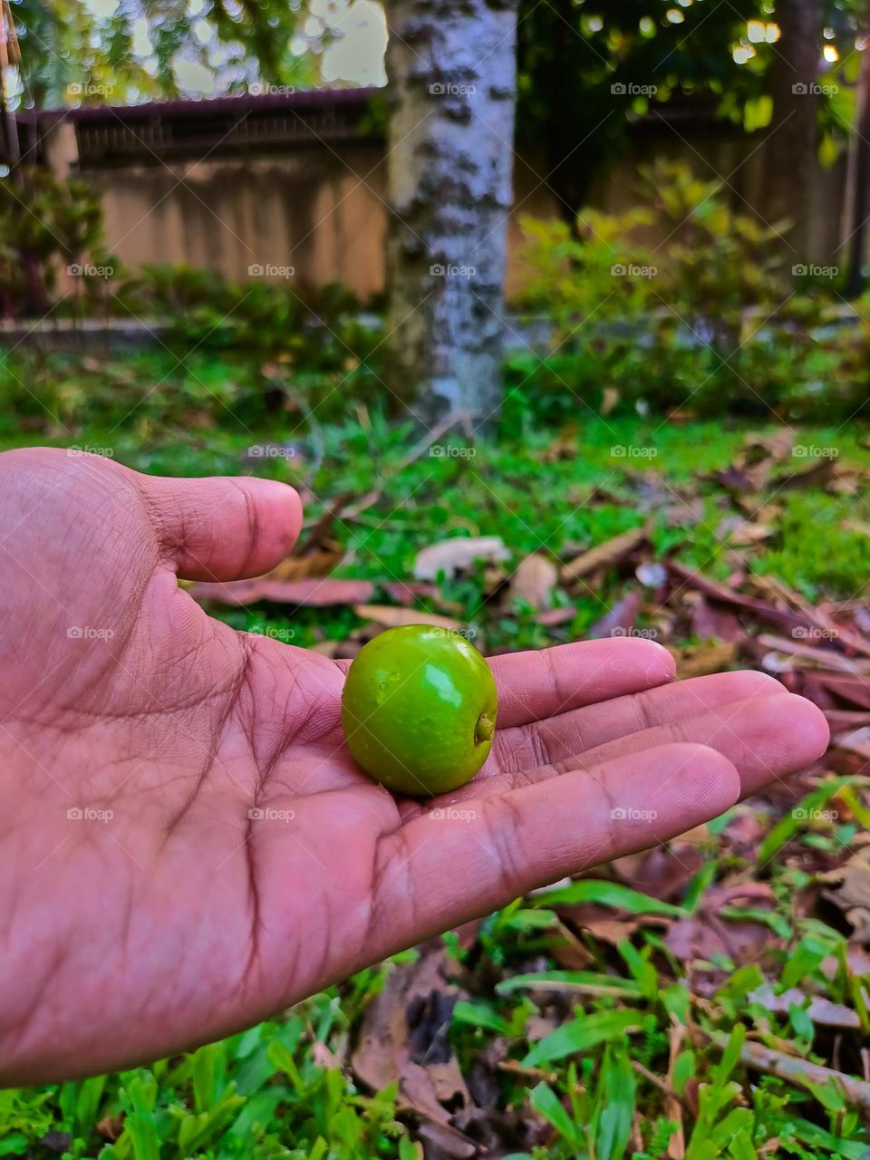 White teak fruits (Gmelina arborea) on the ground under the tree.