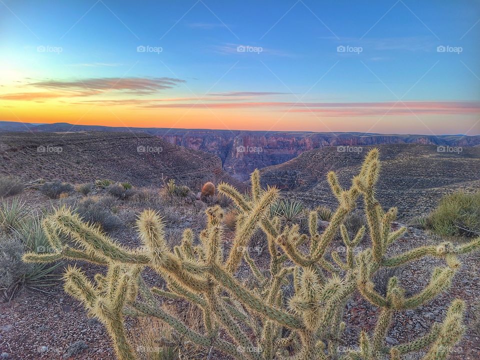 prickly sunrise in the desert