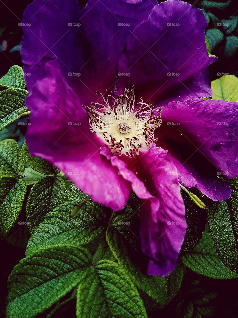 wild nature. pink beauty.