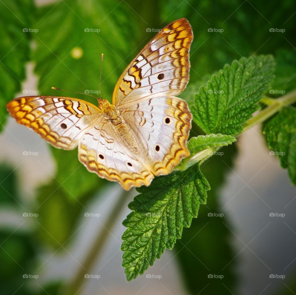 Butterfly parching on green leaf