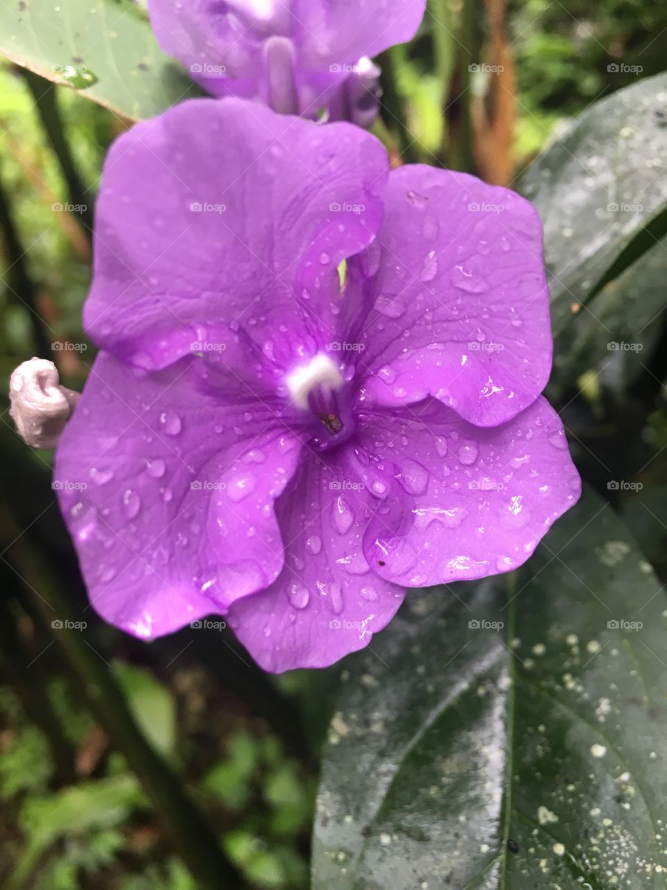 Flower in the rainforest in Costa Rica 