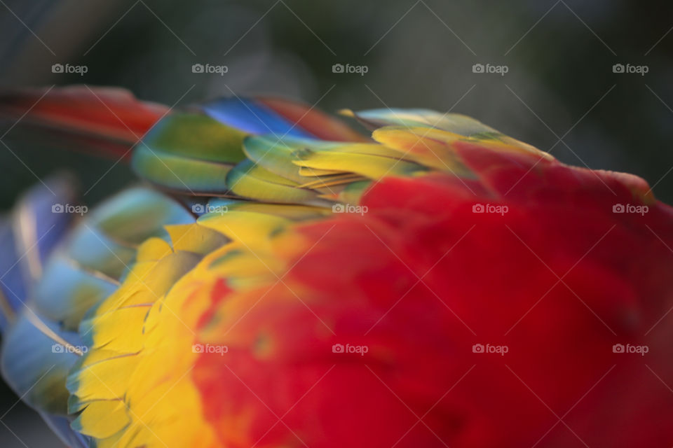 The back of a parrot with multiple colours of feathers