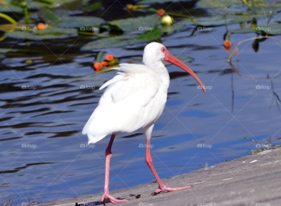ibis