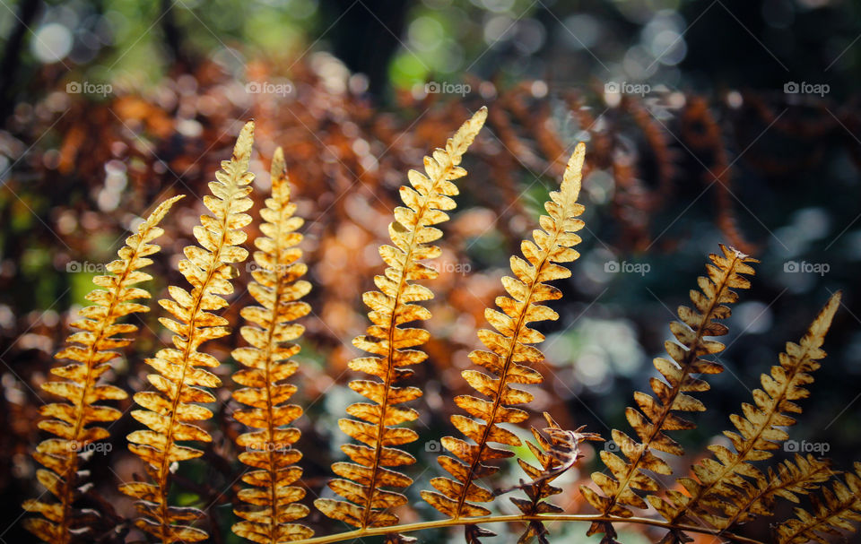 Fern leaves that have turned from green, through to orange and yellow against a blurred background of autumnal woodland and delicate sunlight 