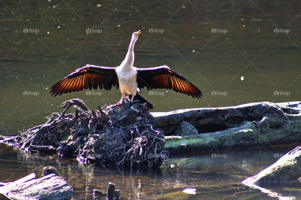 water river bird rocks by mmcook