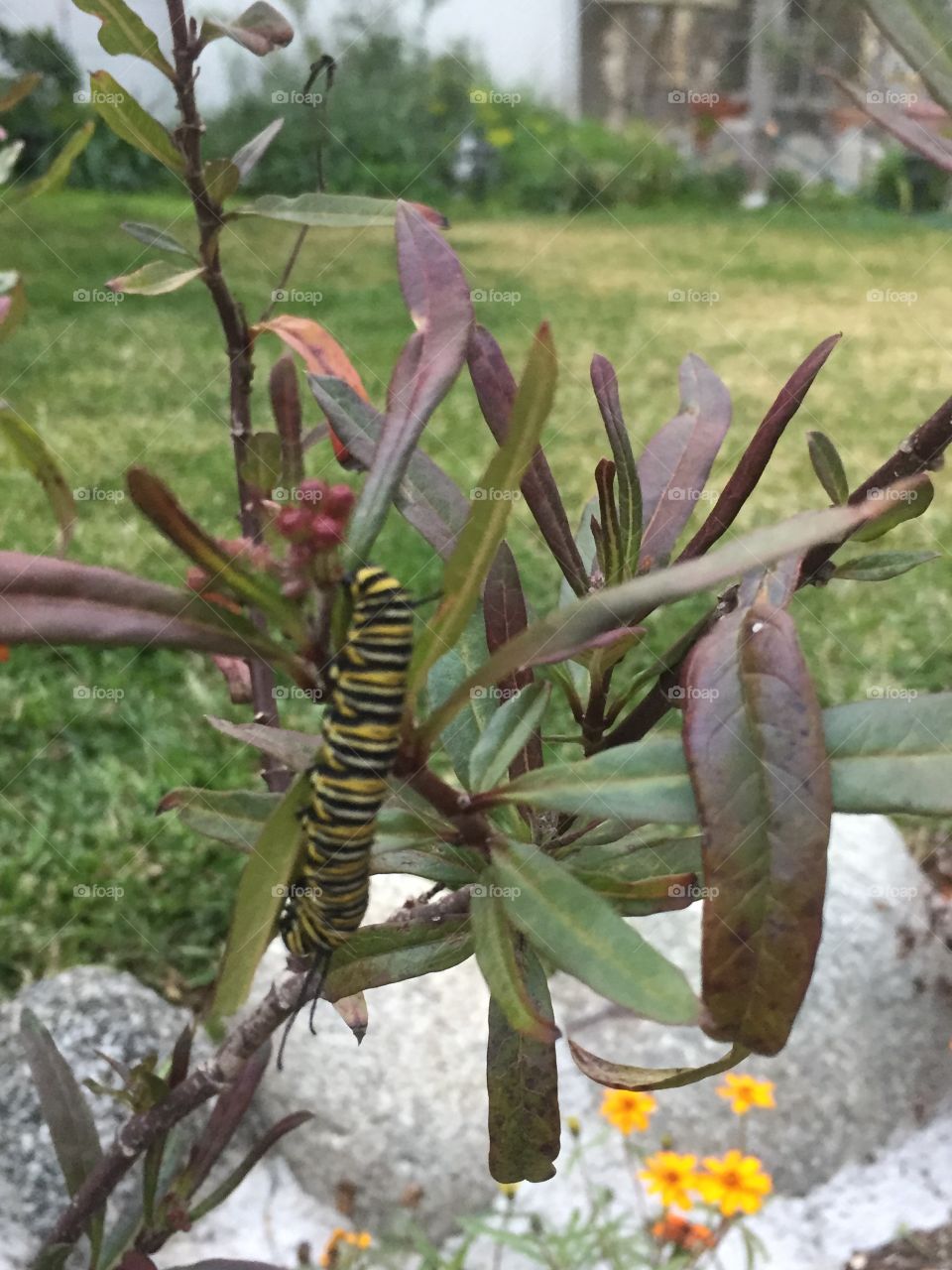 Monarch caterpillar 
