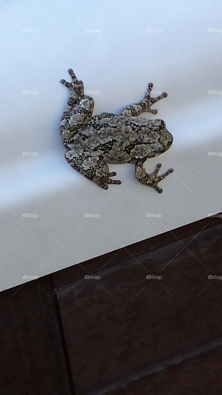 Tree Frog at the hot tub