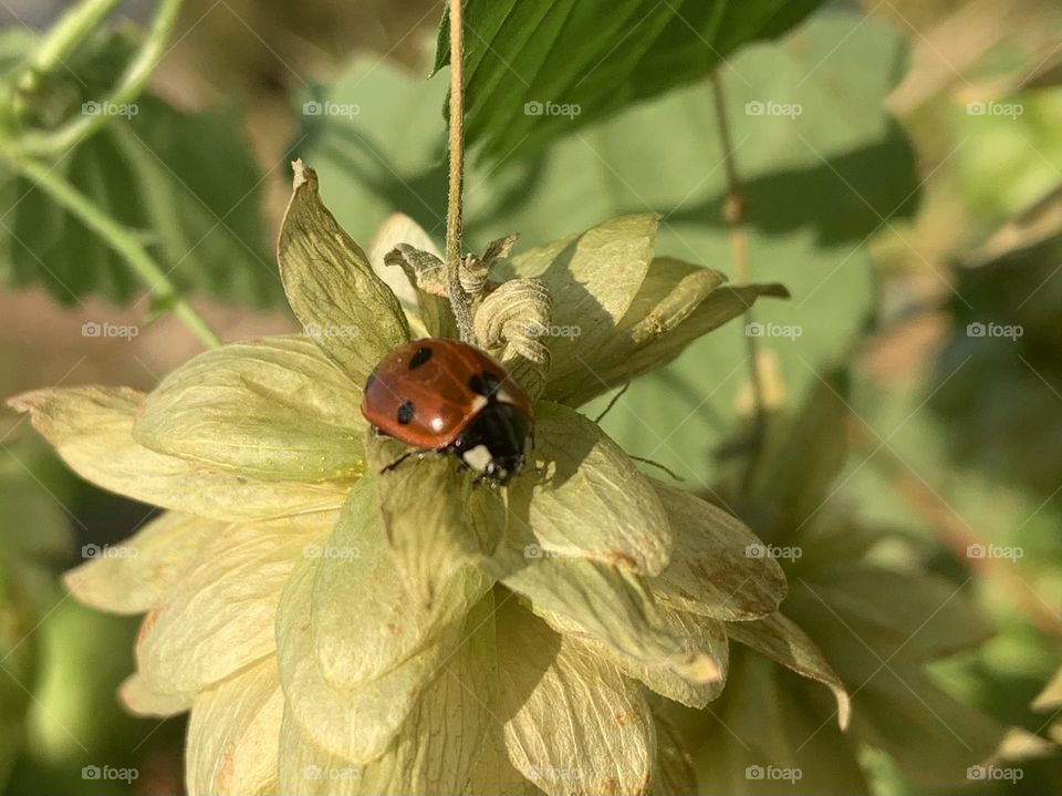 Ladybug on hops at the end of the day...