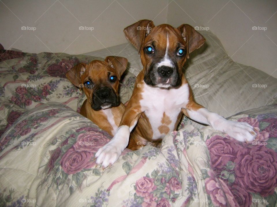 Cozy Boxer Puppy Dogs in Bed