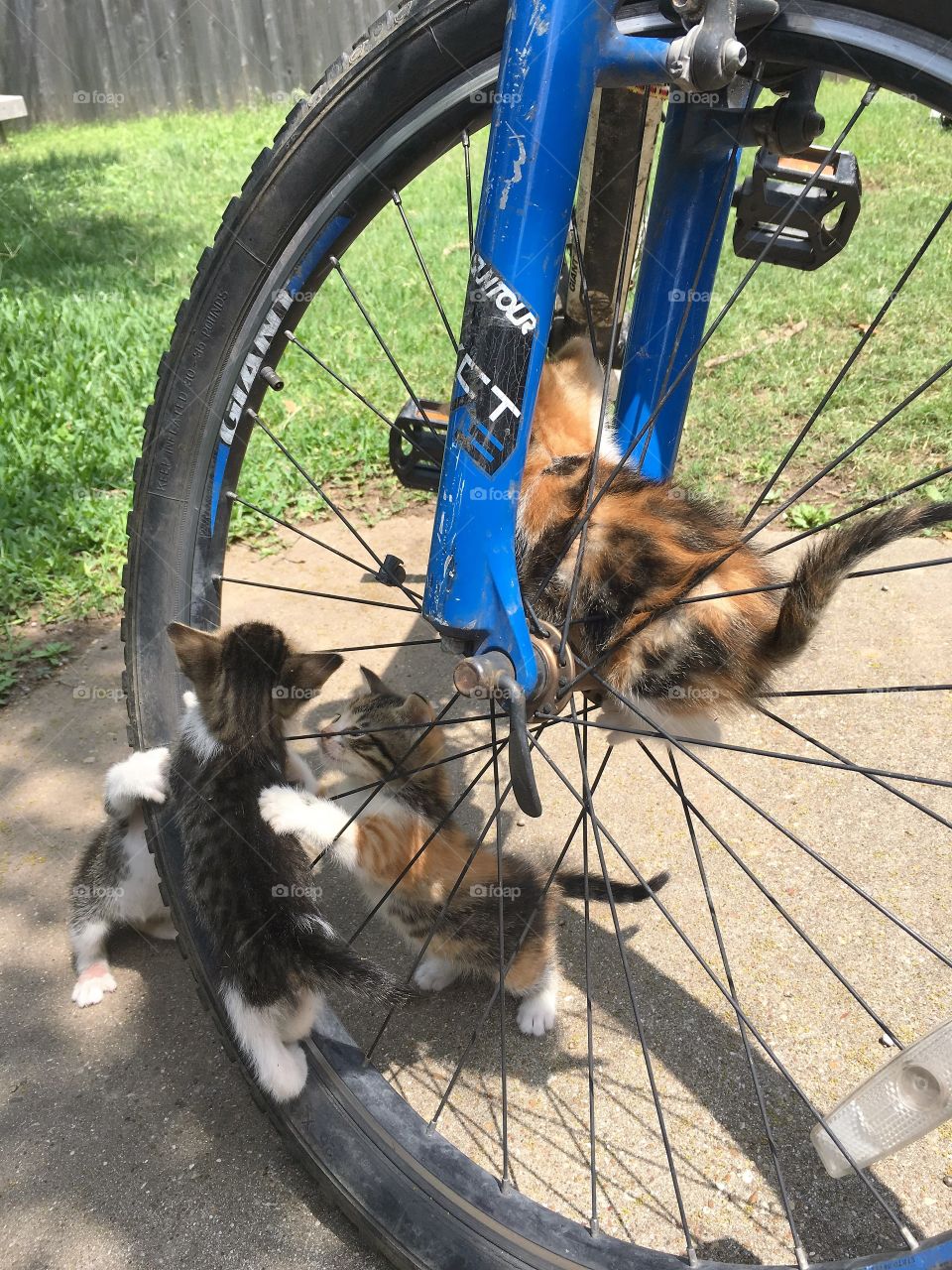 Kittens on a bike 