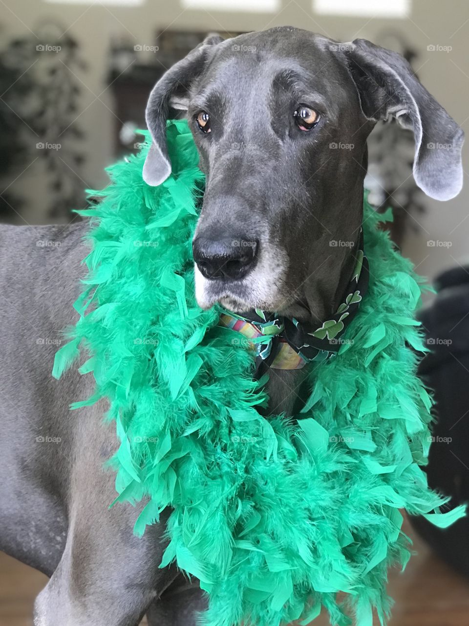 Fancy Dame Dane