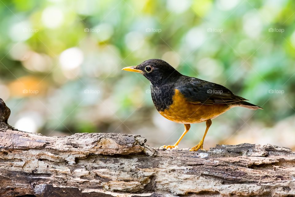 Black-breasted Thrush