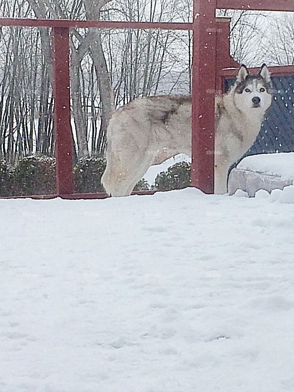 Siberian husky 