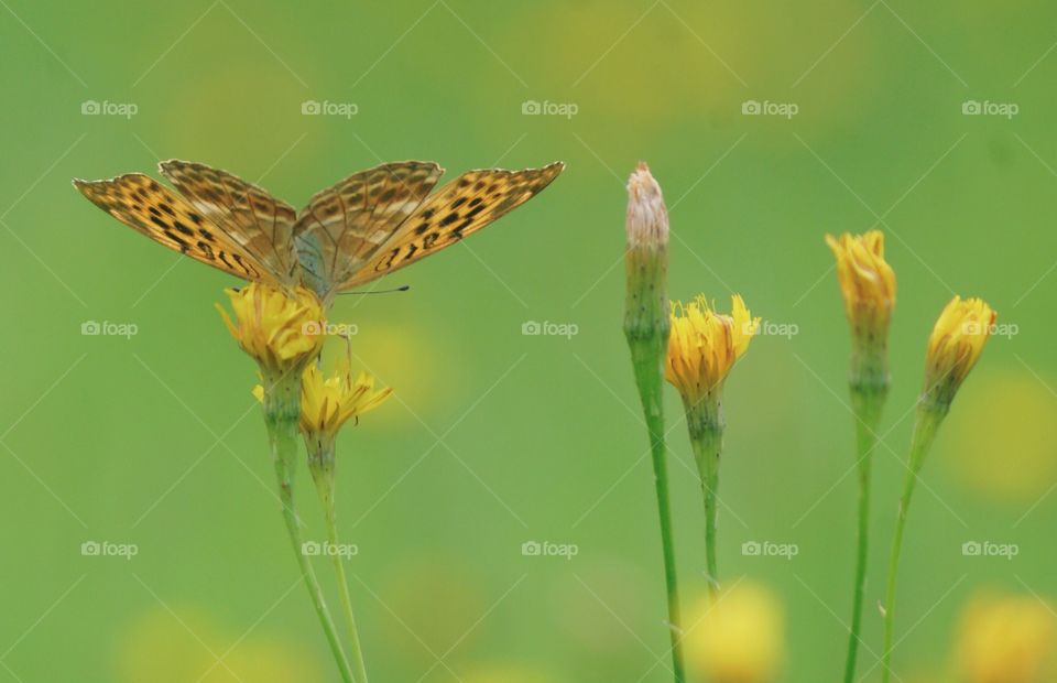 Butterfly among yellow flowers