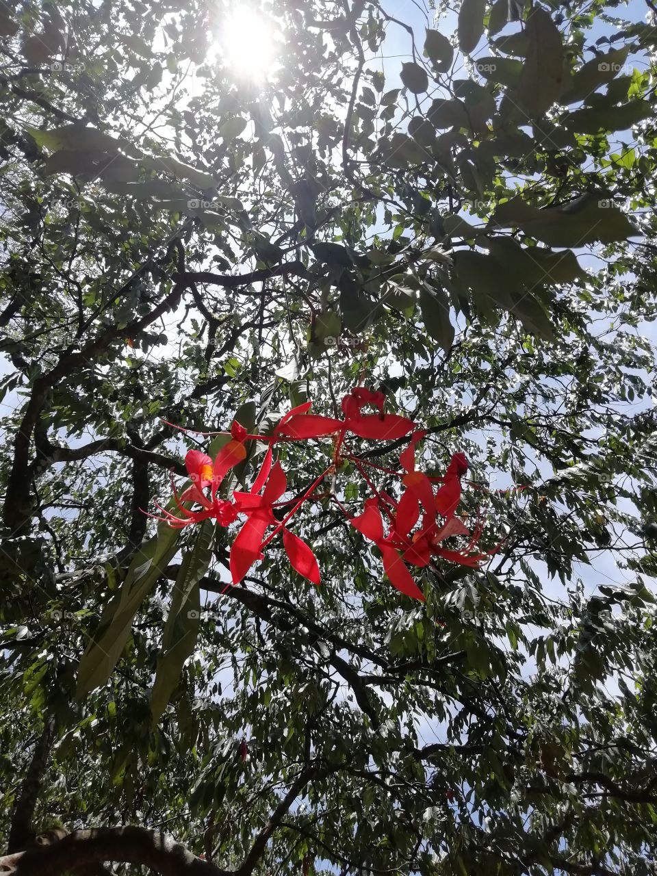 Spring is the best season ever#flowers