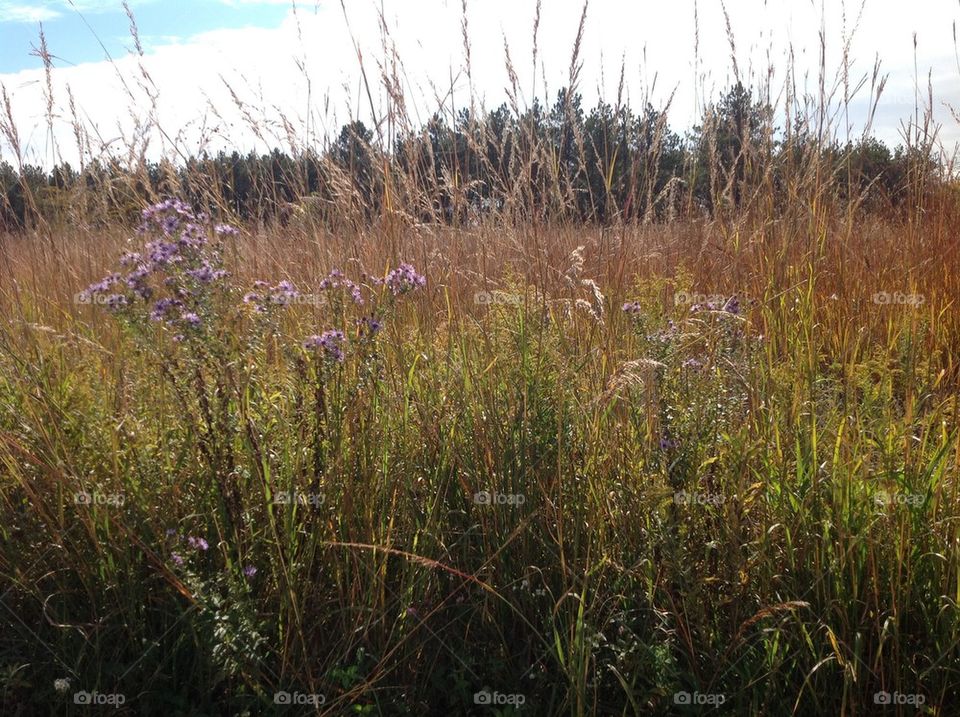 Golden fields with wild flowers.