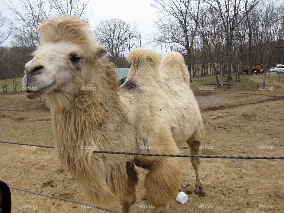 Sally the Camel. Virginia Safari Park