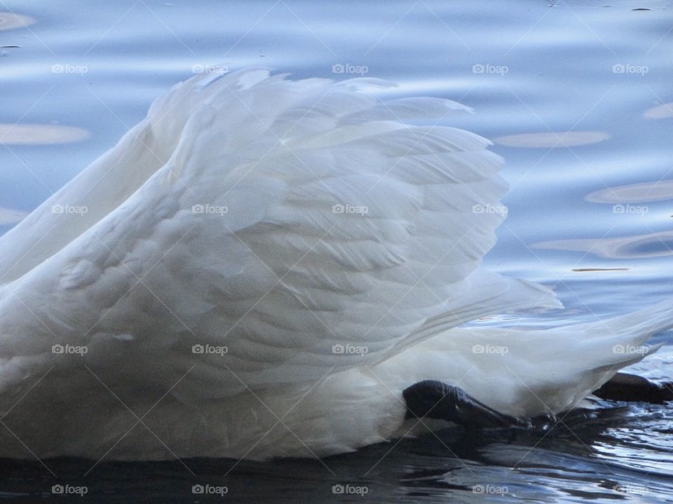 Texture,feathers