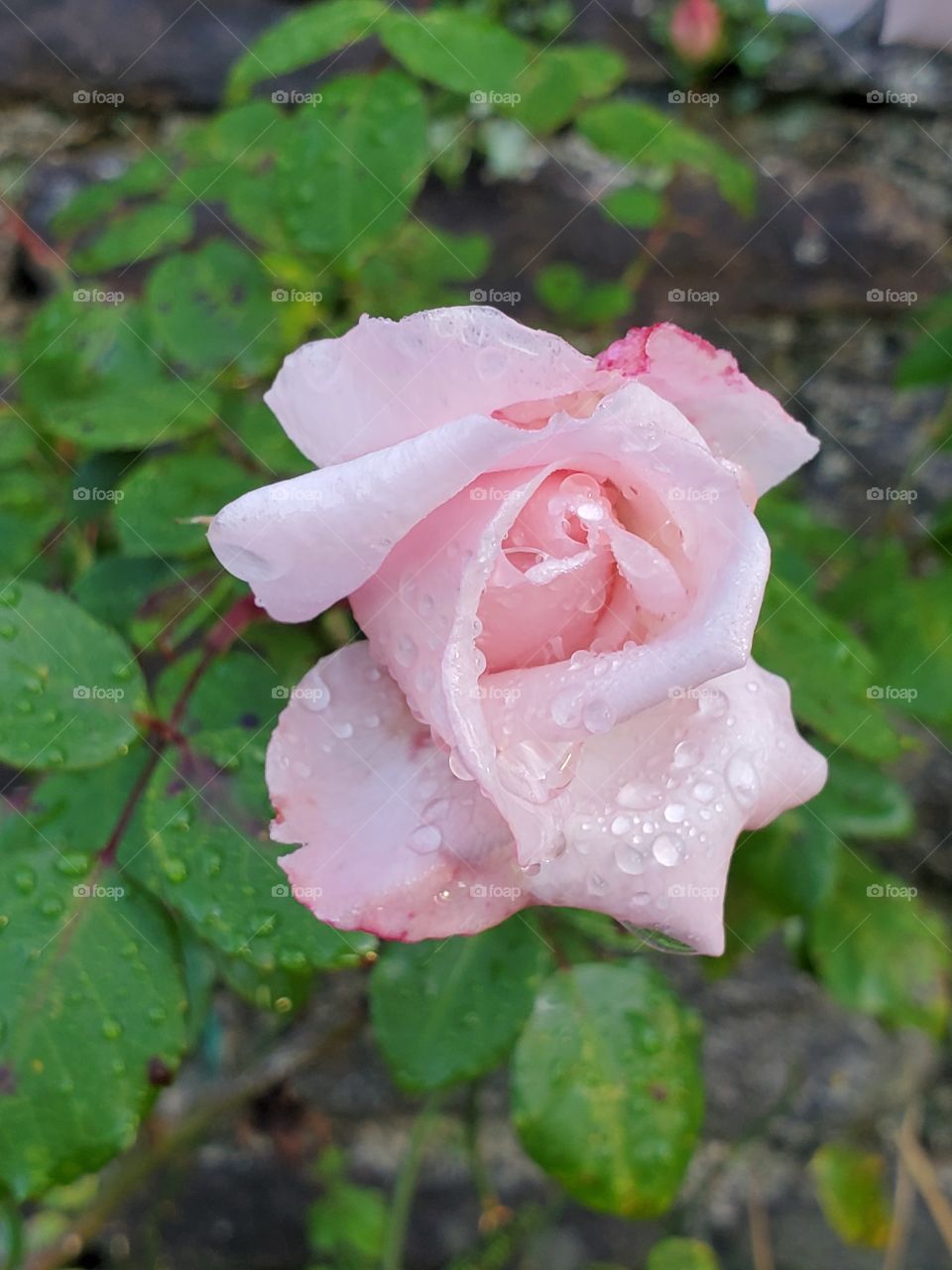 English rose in spring
