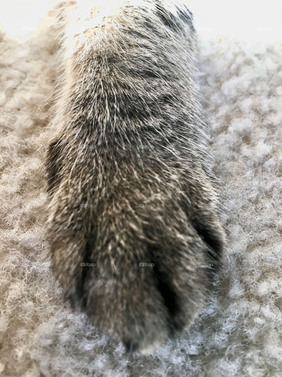 Cat paw